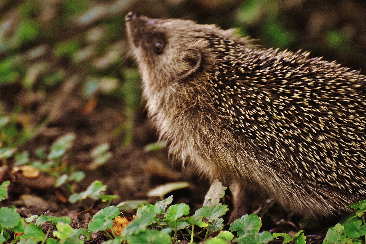 Adorable Hedgehog Crafts for Kids